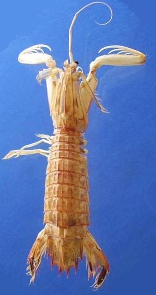 Visaya lira T.F.C. from Philippine Is..jpg